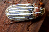 Ten-lined june beetle - Polyphylla decemlineata