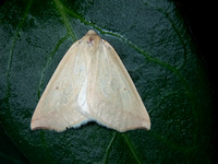 Geometer moth - Unidentified sp.