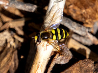 Hover fly - Eupeodes sp.