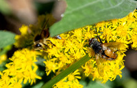 Tachinid fly - Unidentified sp., Western honey bee - Apis mellifera