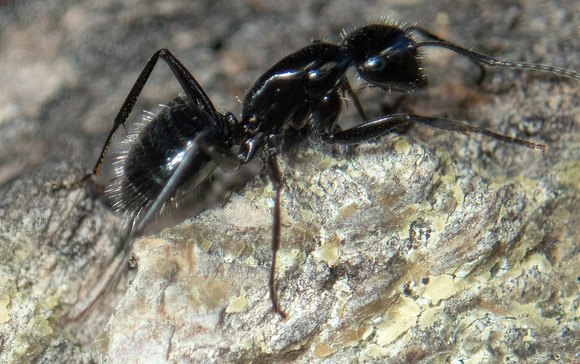 Hairy Smooth Carpenter Ant - Camponotus laevissimus
