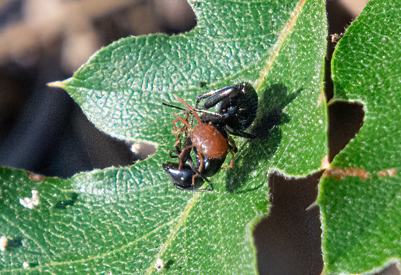 Velvet Mite - Unientified sp. with Hairy Smooth Carpenter Ant - Camponotus laevissimus