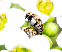 Carpet beetle - Anthrenus verbasci