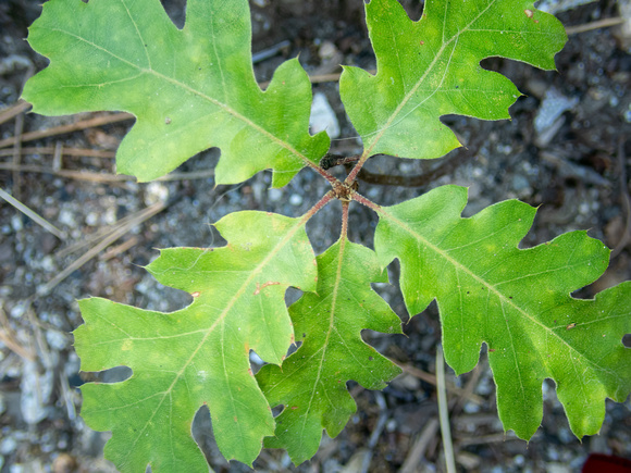 California Black Oak  - Quercus kelloggii