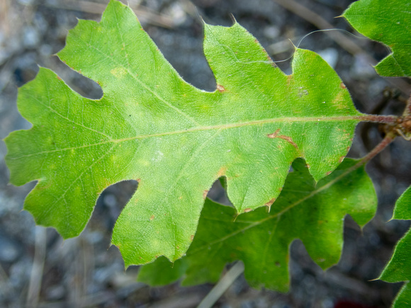 California Black Oak  - Quercus kelloggii