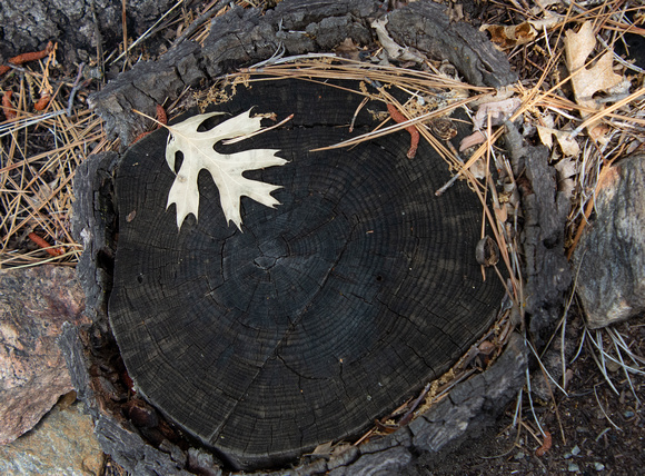 California Black Oak  - Quercus kelloggii