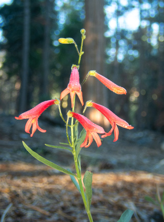 Bridges' Penstemon - Penstemon rostriflorus