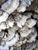 Shelf fungus - Unidentified sp.