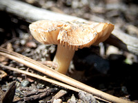 Gilled mushroom - Unidentified sp.