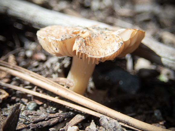 Gilled mushroom - Unidentified sp.