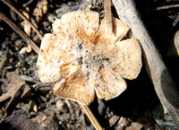 Gilled mushroom - Unidentified sp.