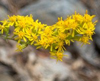 Western Goldenrod - Euthamia occidentalis