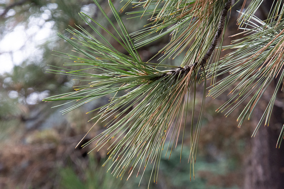 pine