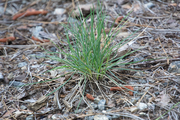 Bunch grass