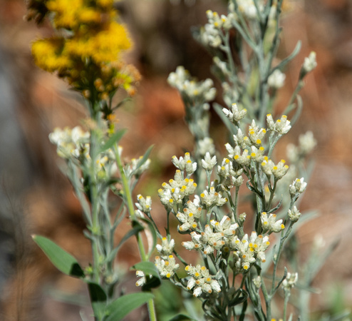 Rabbit-Tobacco - Pseudognaphalium sp.