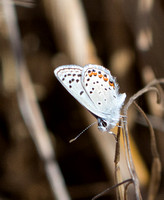Acmon blue - Icaricia acmon