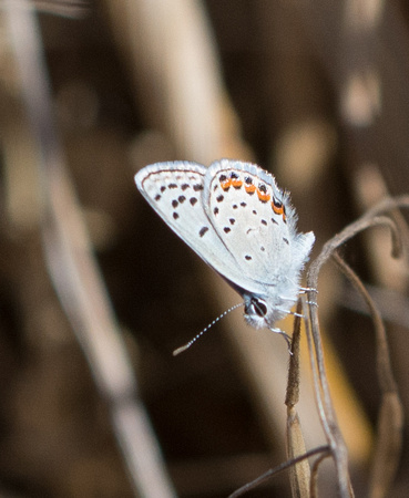 Acmon blue - Icaricia acmon