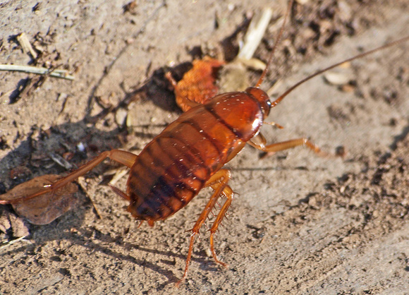 Using running legs - immature Turkestan roach - Blatta laterallis