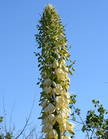 Chaparral Yucca - Hesperoyucca whipplei