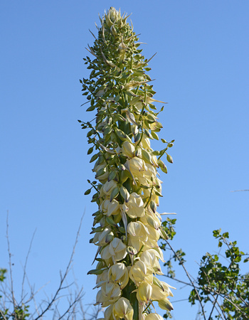 Chaparral Yucca - Hesperoyucca whipplei