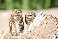 Burrowing Owl - Athene cunicularia