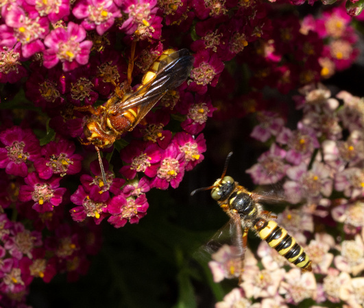 Weevil wasp - Cerceris bicornuta