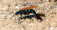 Tarantula Hawk - Pepsis chrysothemis