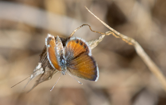 Western Pygmy-Blue - Brephidium exilis