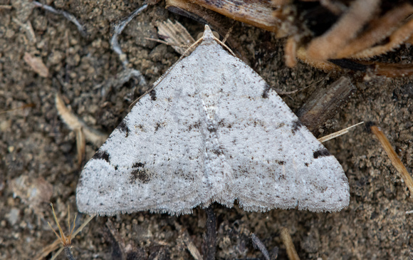 Geometer moth - Digrammia sp.