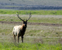 Tule Elk - Cervus canadensis ssp. nannodes