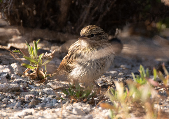 Belding's Savannah Sparrow - Passerculus sandwichensis