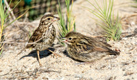 Belding's Savannah Sparrow - Passerculus sandwichensis