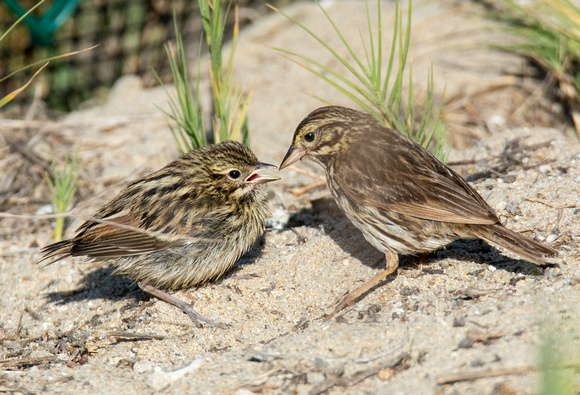 Belding's Savannah Sparrow - Passerculus sandwichensis