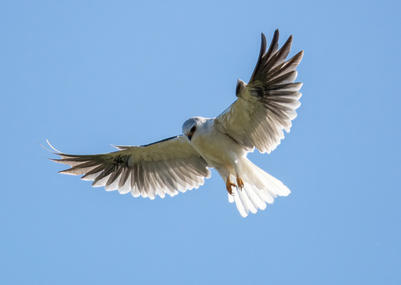 White-tailed Kite - Elanus leucurus