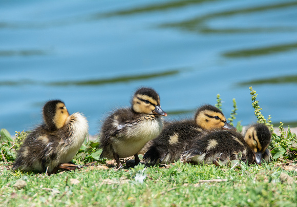 Mallard - Anas platyrhynchos