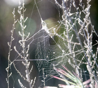 Labyrinth Orb-Weaver - Metepeira sp.