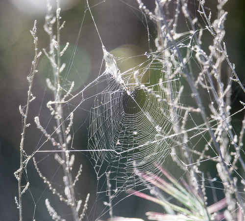 Labyrinth Orb-Weaver - Metepeira sp.