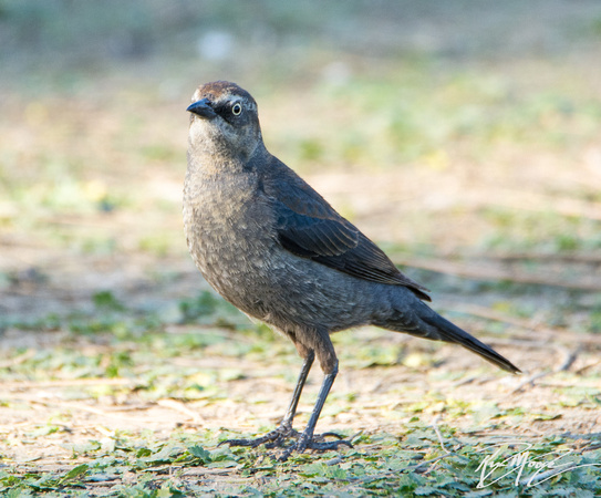 Rusty Blackbird - Euphagus carolinus