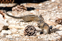 Merriam's Chipmunk - Neotamias merriami