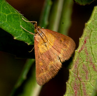 Southern Purple Mint Moth - Pyrausta laticlavia
