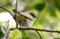 Red-eyed Vireo - Vireo olivaceus