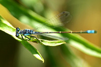 Pacific forktail - Ischnura cervula