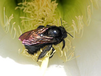 Valley carpenter bee - Xylocopa varipuncta (Female)