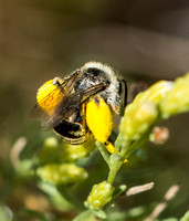 Long-horned bee - Melissodes sp