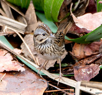 Lincoln's Sparrow - Melospiza lincolnii