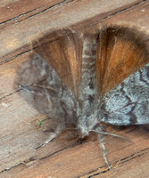 Tussock moth - Orgyia sp.