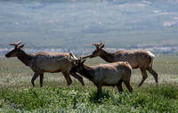 Tule Elk - Cervus canadensis ssp. nannodes