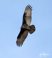 Turkey Vulture - Cathartes aura