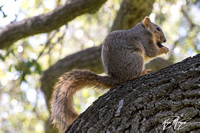 Eastern fox squirrel  - Sciurus niger