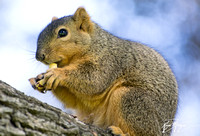 Eastern fox squirrel  - Sciurus niger